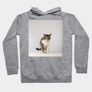 adorable striped cat Hoodie